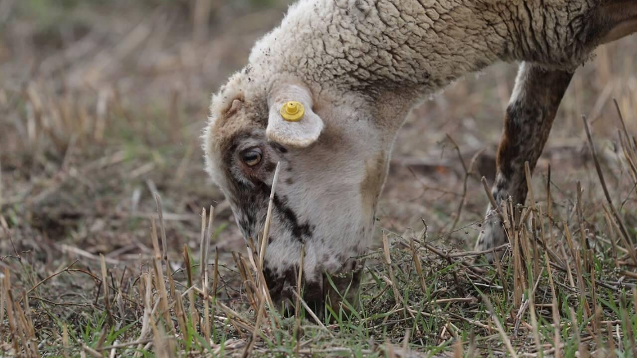Mavi dil virüsü hastalığının belirtileri belli oldu  - 1. Resim