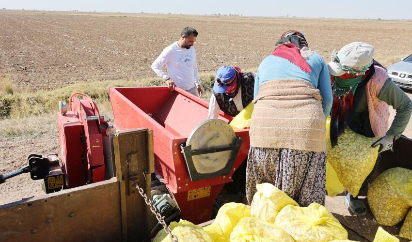 Doğal antibiyotik... Dikime başlandı, 200 tonun üzerinde rekolte bekleniyor! - 4. Resim