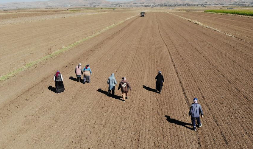 Doğal antibiyotik... Dikime başlandı, 200 tonun üzerinde rekolte bekleniyor! - 3. Resim