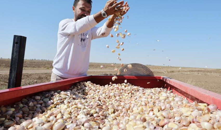 Doğal antibiyotik... Dikime başlandı, 200 tonun üzerinde rekolte bekleniyor! - 1. Resim