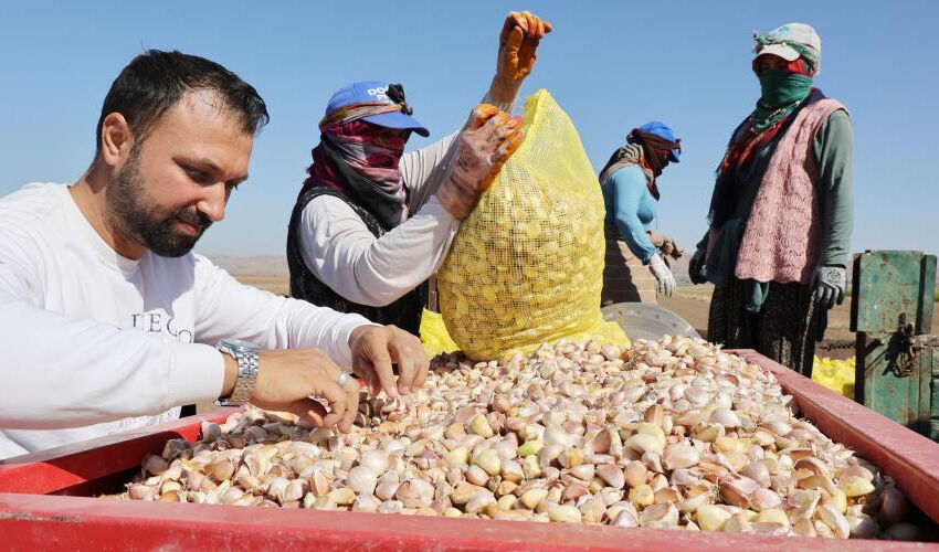Doğal antibiyotik... Dikime başlandı, 200 tonun üzerinde rekolte bekleniyor! - 2. Resim
