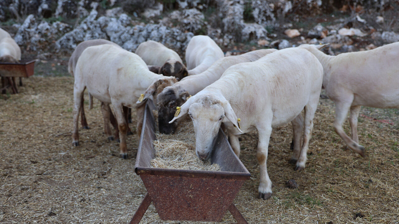 8 yıl önce devlet desteği aldı, kazancını katladı! Şimdi evi ve arabası var 8 yıl önce devlet desteği aldı, kazancını katladı! Şimdi evi ve arabası var - 3. Resim