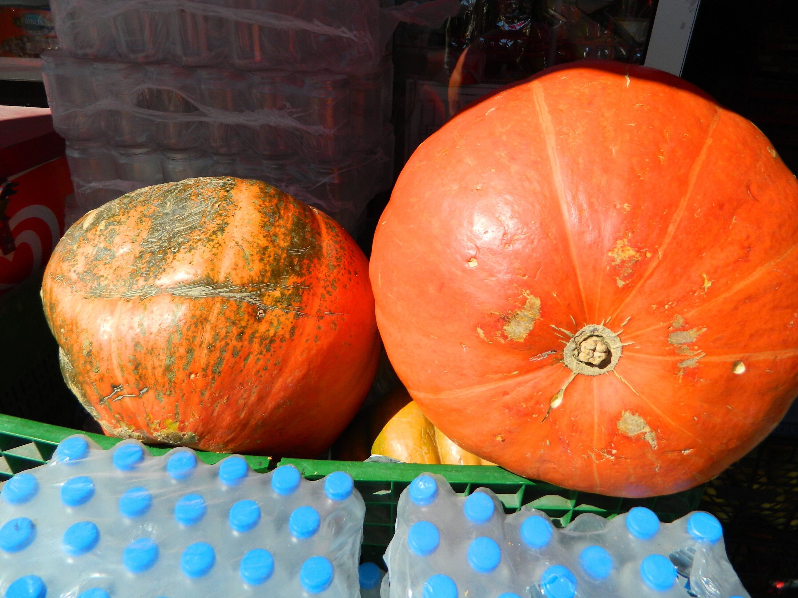 Dev kabağı görenler gözlerine inanamadı - 2. Resim