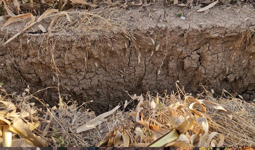 Mısır tarlasında oluştu, görenler şaşkına döndü! Bir ev büyüklüğünde... Mısır tarlasında oluştu, görenler şaşkına döndü! Bir ev büyüklüğünde... - 1. Resim