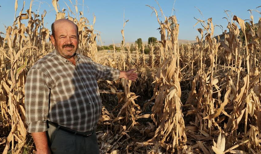 Mısır tarlasında oluştu, görenler şaşkına döndü! Bir ev büyüklüğünde... Mısır tarlasında oluştu, görenler şaşkına döndü! Bir ev büyüklüğünde... - 3. Resim