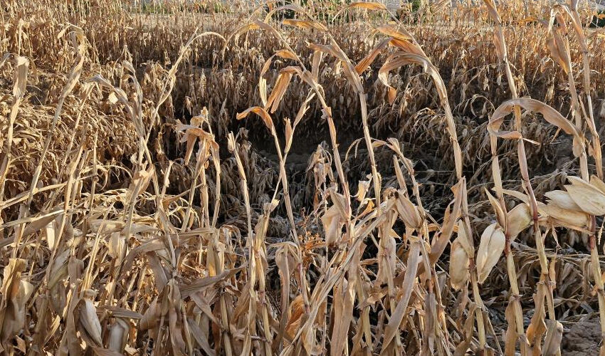 Mısır tarlasında oluştu, görenler şaşkına döndü! Bir ev büyüklüğünde... Mısır tarlasında oluştu, görenler şaşkına döndü! Bir ev büyüklüğünde... - 2. Resim