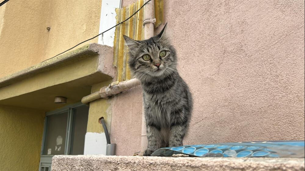 80 yaşındaki emekli öğretmen kedi yüzünden dehşet saçtı! Baba ve oğlu hastaneye kaldırıldı 80 yaşındaki emekli öğretmen kedi yüzünden dehşet saçtı! Baba ve oğlu hastaneye kaldırıldı - 3. Resim