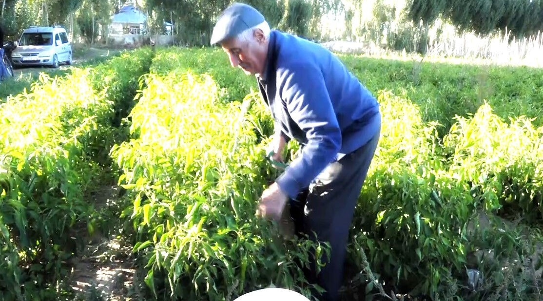 Marketteki fiyat vatandaşı tarlaya itti! Fiyatı duyan koştu - 2. Resim