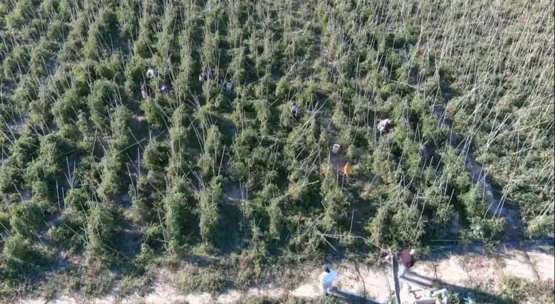 Marketteki fiyat vatandaşı tarlaya itti! Fiyatı duyan koştu - 1. Resim