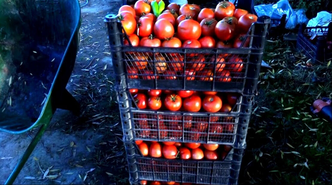 Marketteki fiyat vatandaşı tarlaya itti! Fiyatı duyan koştu - 3. Resim