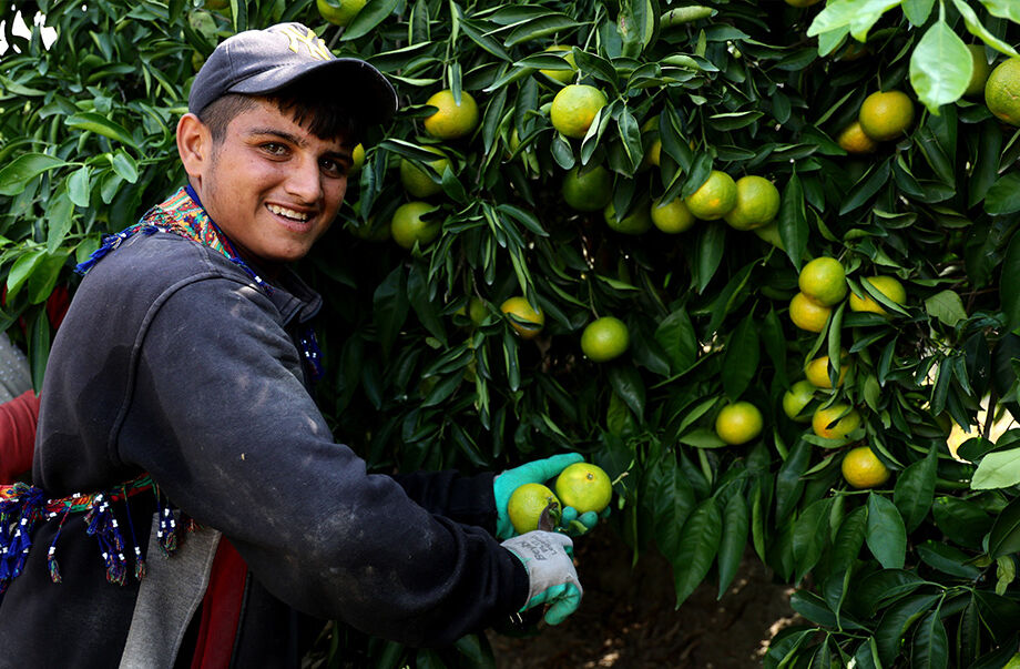 Geçen yılın altında kaldı! Adana'da mandalinadan üzücü haber; 500 bin ton verim bekleniyor - 3. Resim