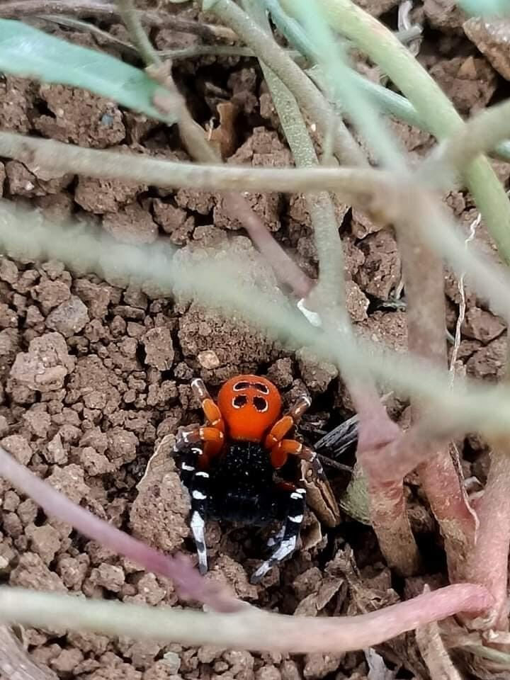 IUCN Kırmızı Listesinde yer alıyordu, &lsquo;Esus Cinnaberinus&rsquo; Elazığ&rsquo;da g&ouml;r&uuml;ld&uuml;! - 1. Resim