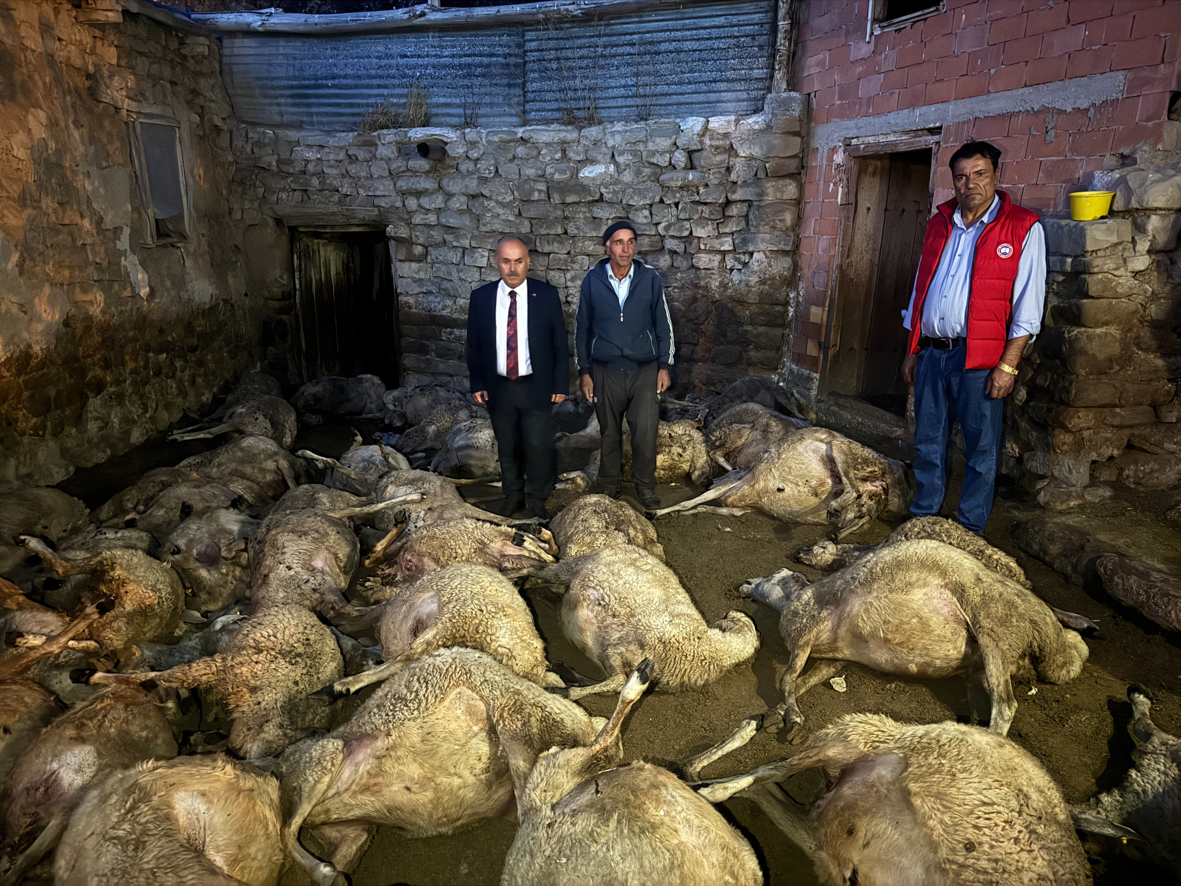 Sivas'ta kurtlar 66 koyunu telef etti - 1. Resim