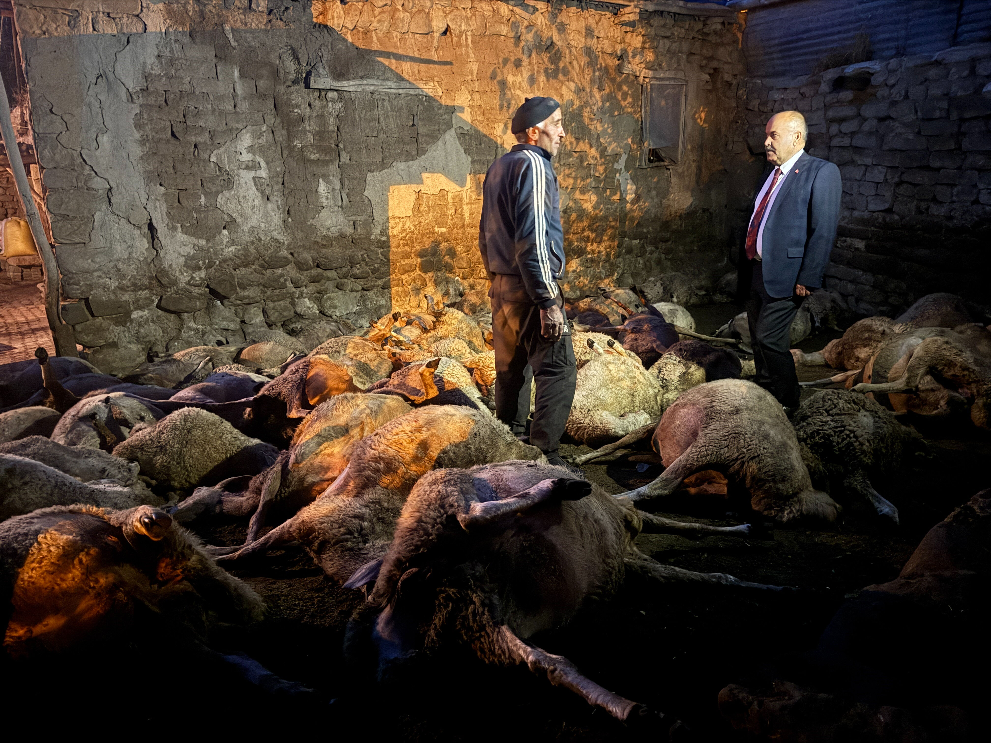 Sivas'ta kurtlar 66 koyunu telef etti - 2. Resim