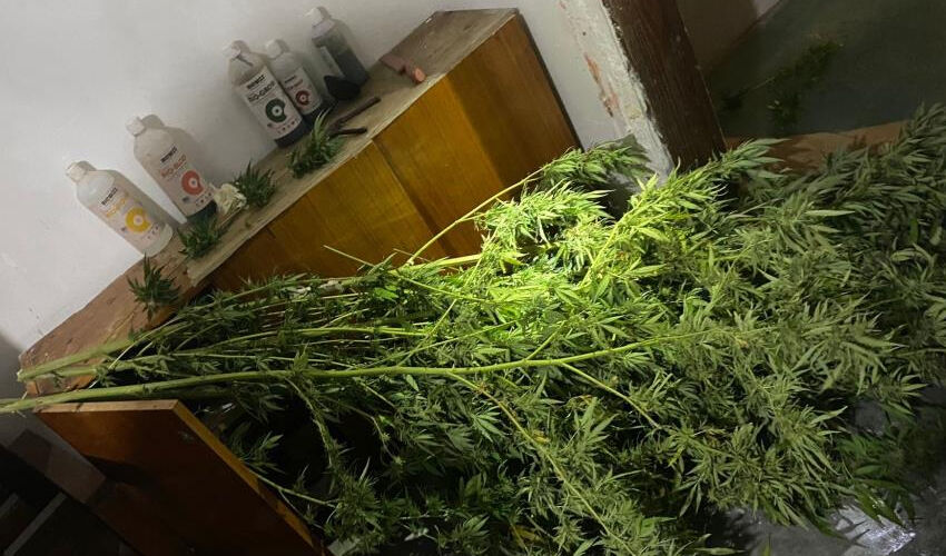 Sözde organik tarımcı ‘Bostan Baba’ya baskın! Ünlülerin uğrak yeri uyuşturucu merkezi çıktı Sözde organik tarımcı ‘Bostan Baba’ya baskın! Ünlülerin uğrak yeri uyuşturucu merkezi çıktı - 1. Resim