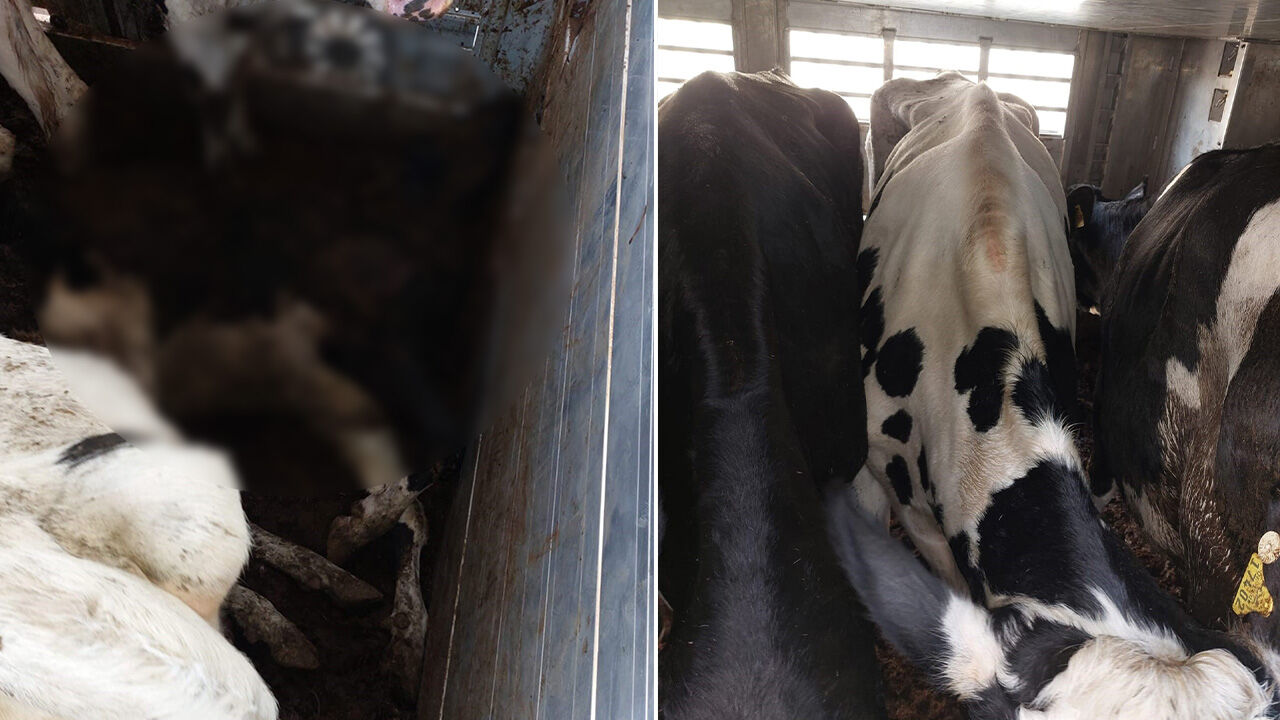İki tır dolusu düve Kapıkule'de imha edildi! Mavi dil hastalığı hayvanların canına mal oldu - 1. Resim