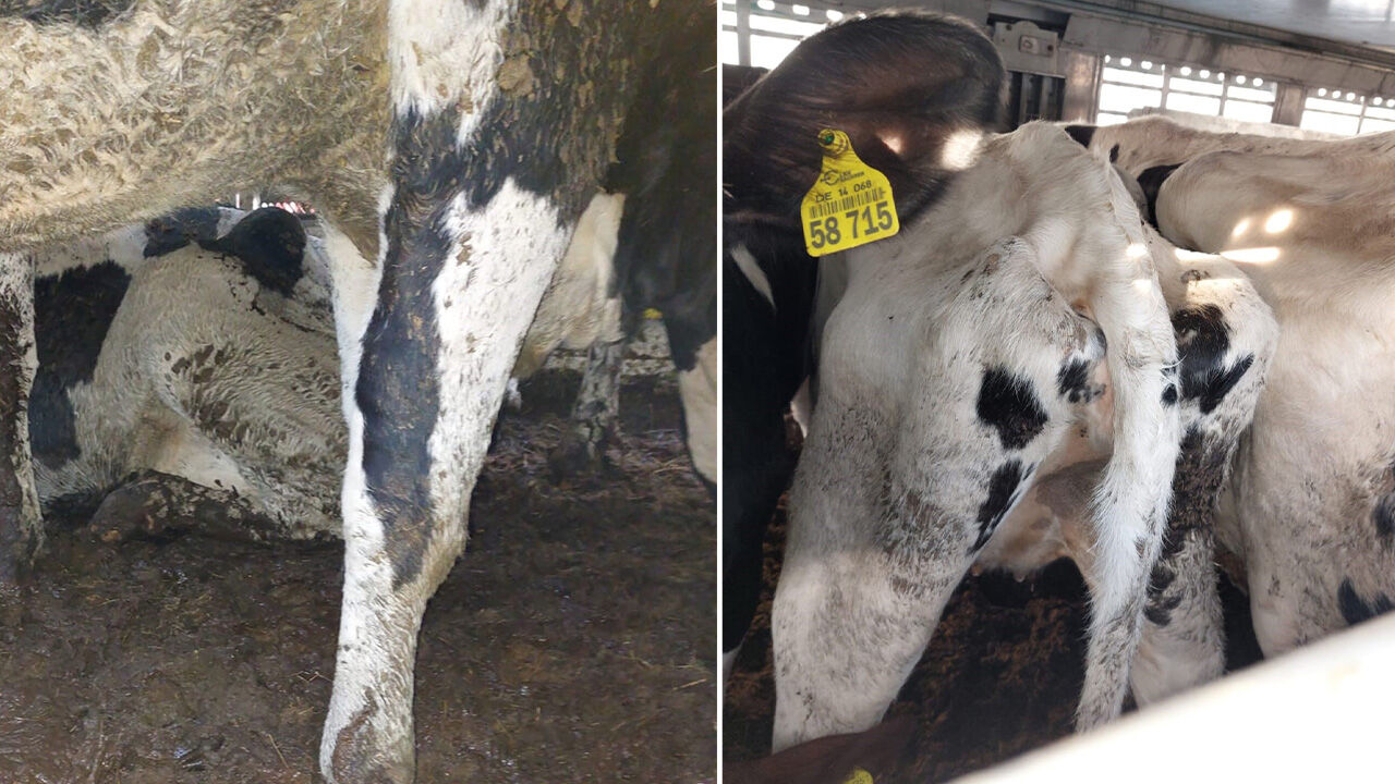 İki tır dolusu düve Kapıkule'de imha edildi! Mavi dil hastalığı hayvanların canına mal oldu - 2. Resim