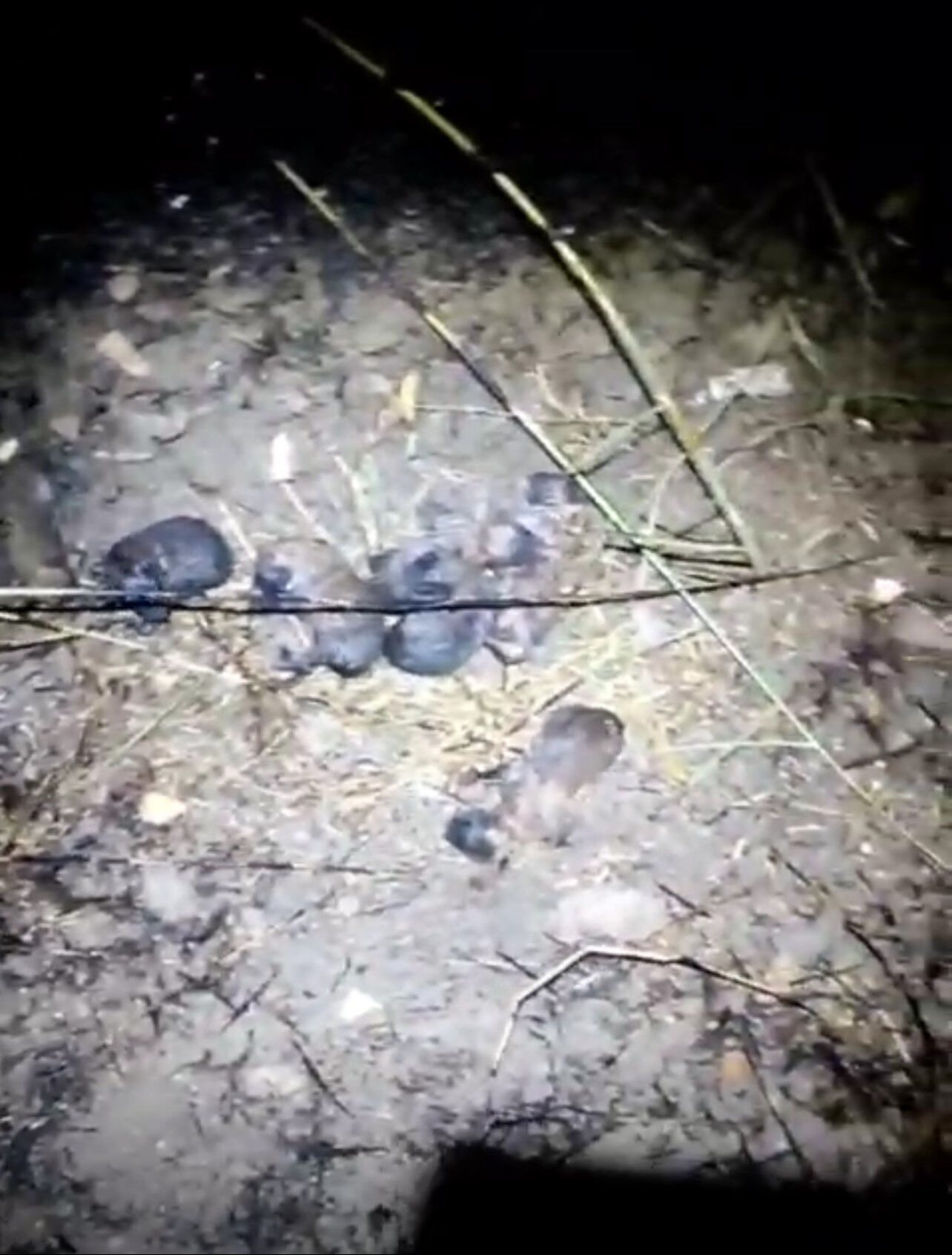 Biri söndü diğeri başladı! Muğla, Mersin, Adana'da ormanlık alan cayır cayır yanıyor - 2. Resim