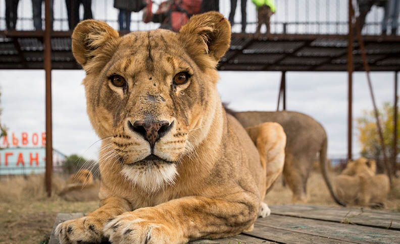 Saniyelik hata can aldı! Aslan sürüsü hayvanat bahçesi çalışanını parçalayarak öldürdü - 2. Resim
