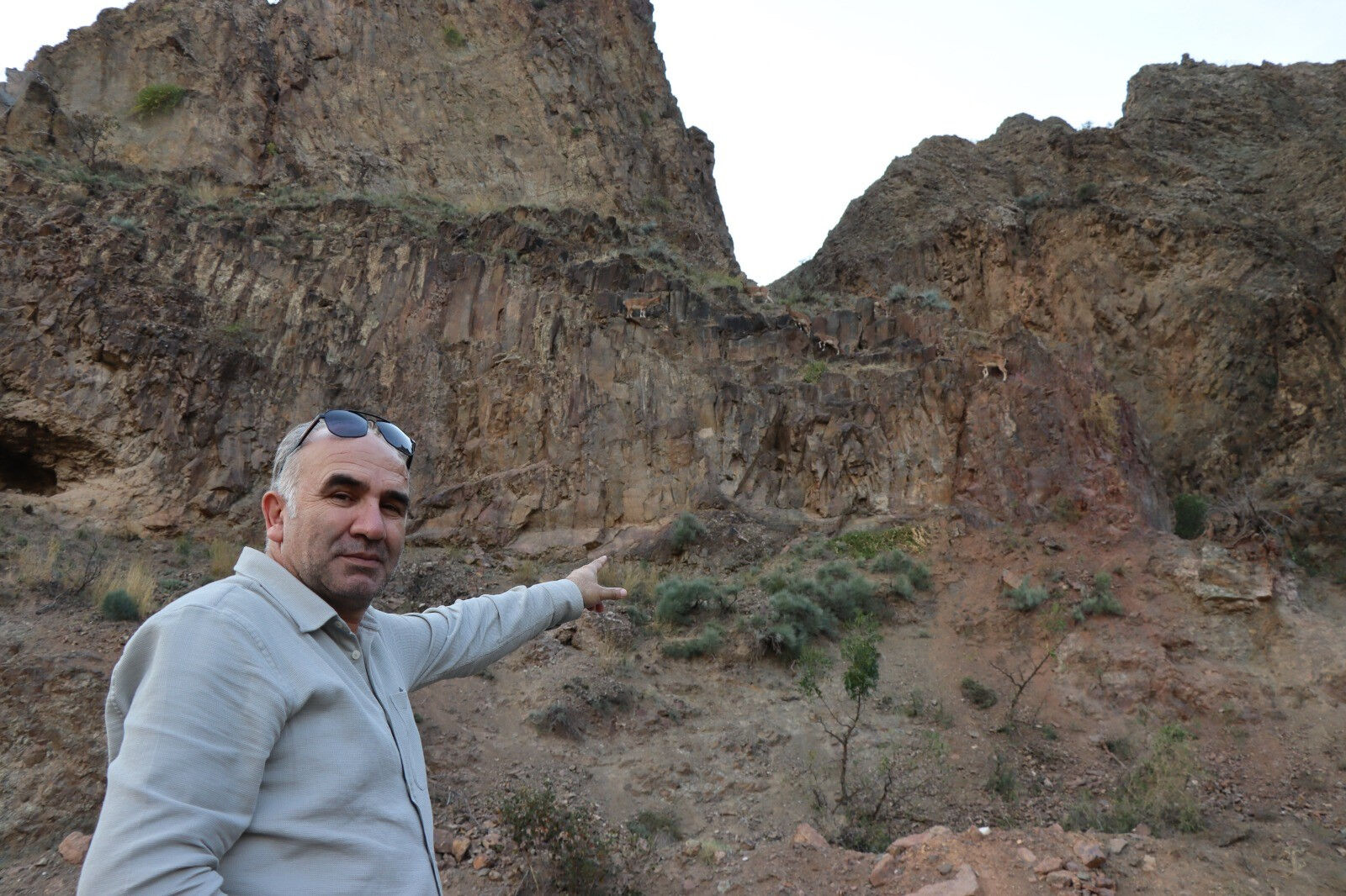 Renkleri kamufle ediyor! Erzurum'da köylüler bu yaban keçilerini avcılara karşı koruyor - 3. Resim