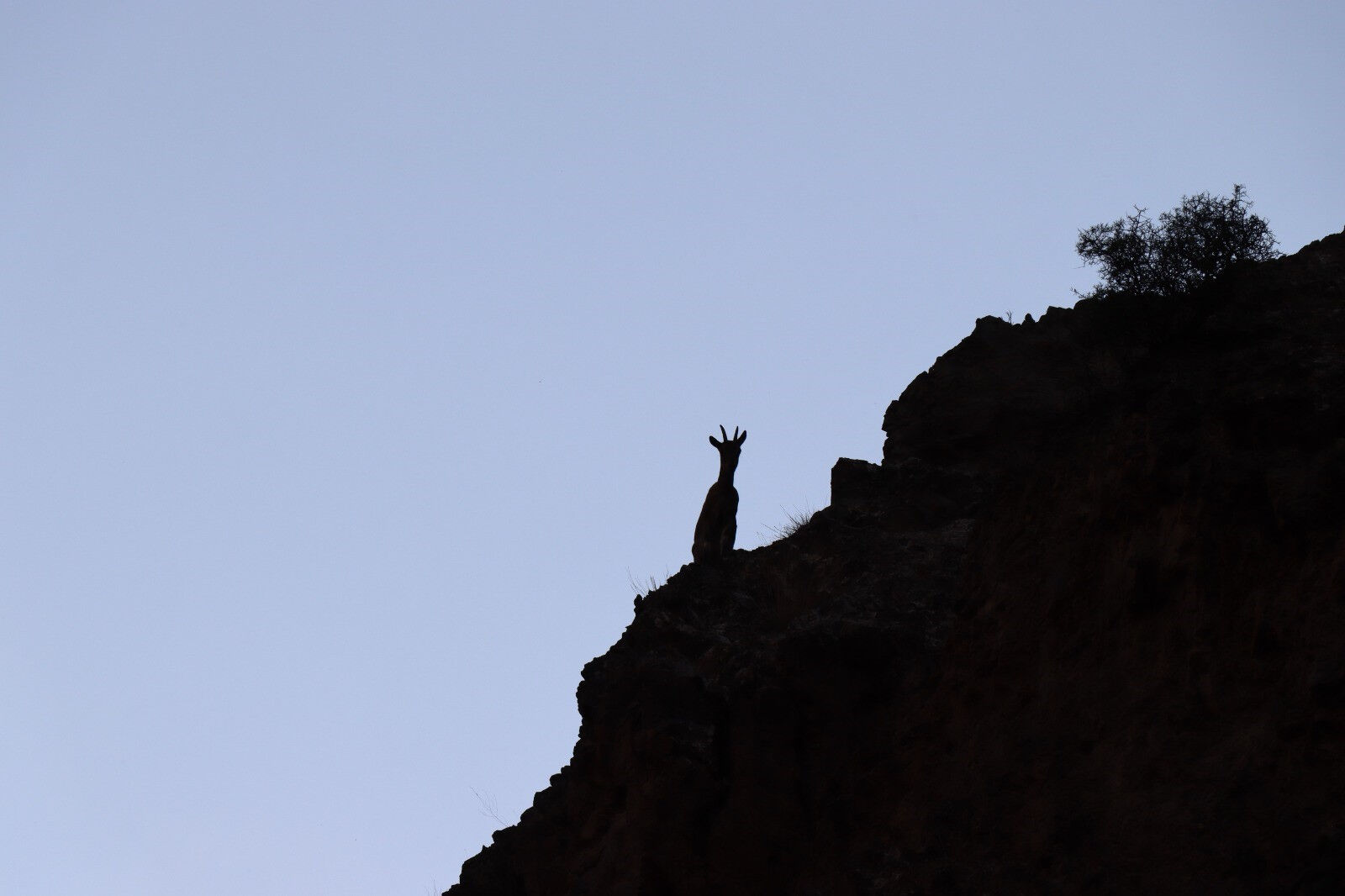 Renkleri kamufle ediyor! Erzurum'da köylüler bu yaban keçilerini avcılara karşı koruyor - 2. Resim