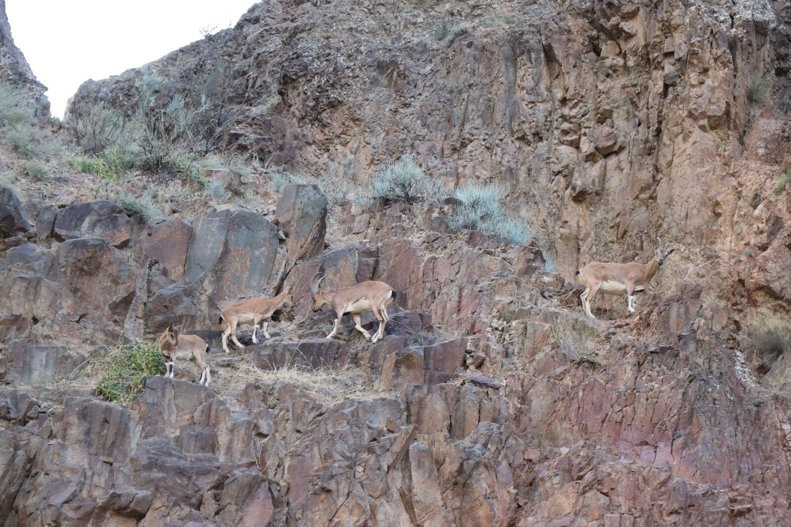 Renkleri kamufle ediyor! Erzurum'da köylüler bu yaban keçilerini avcılara karşı koruyor - 6. Resim