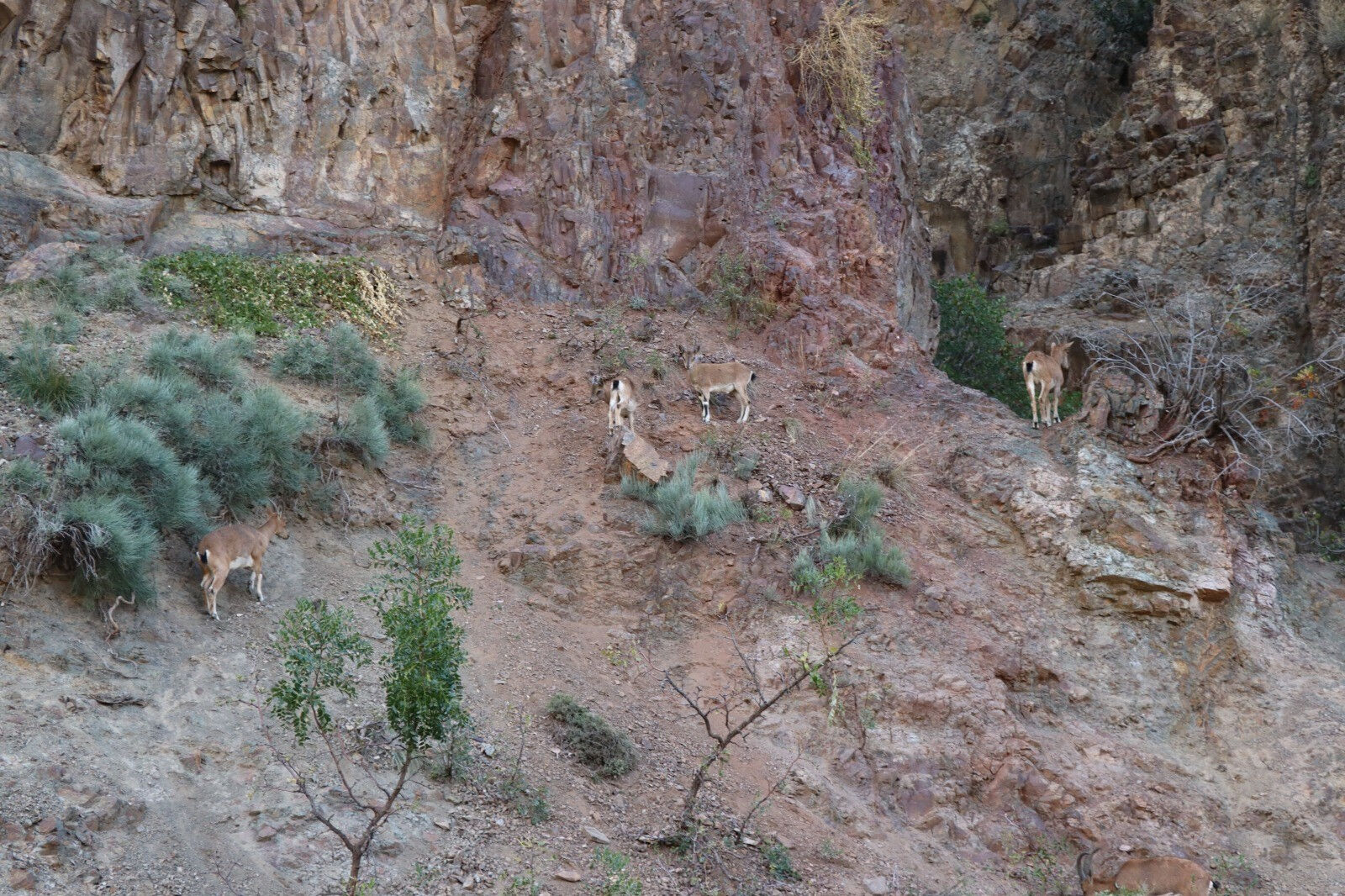 Renkleri kamufle ediyor! Erzurum'da köylüler bu yaban keçilerini avcılara karşı koruyor - 9. Resim