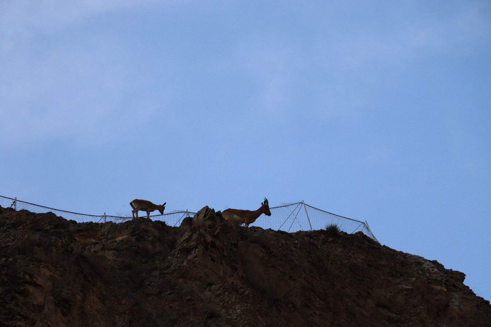 Renkleri kamufle ediyor! Erzurum'da köylüler bu yaban keçilerini avcılara karşı koruyor - 7. Resim