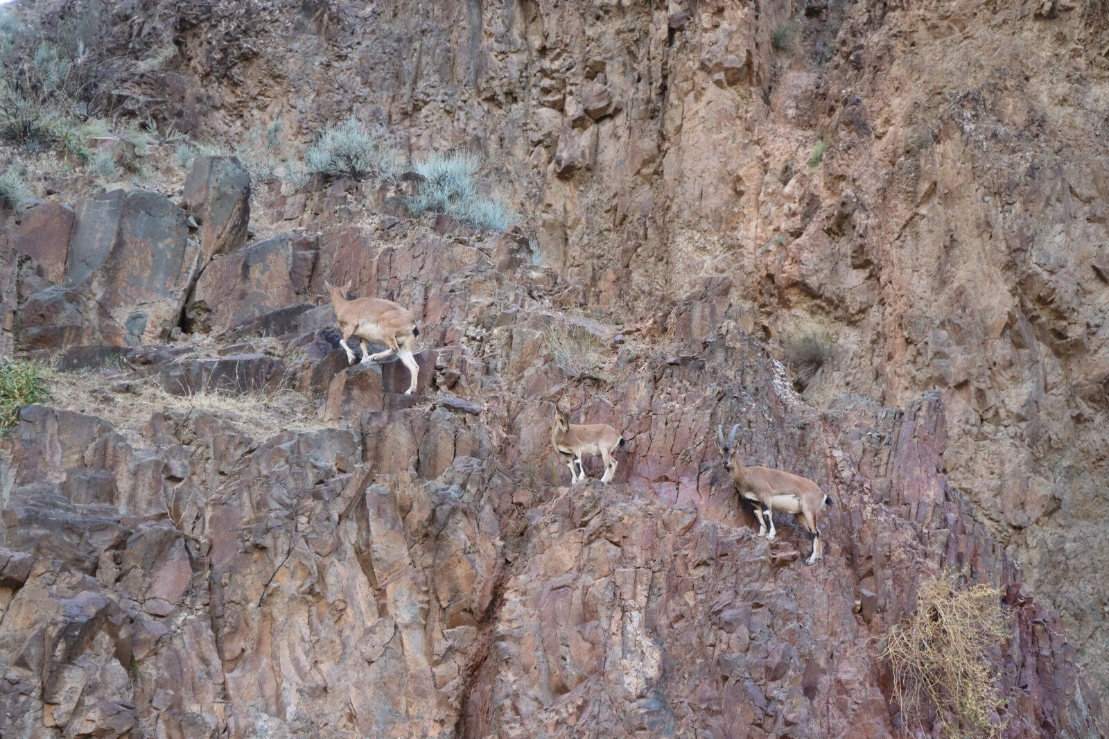 Renkleri kamufle ediyor! Erzurum'da köylüler bu yaban keçilerini avcılara karşı koruyor - 5. Resim