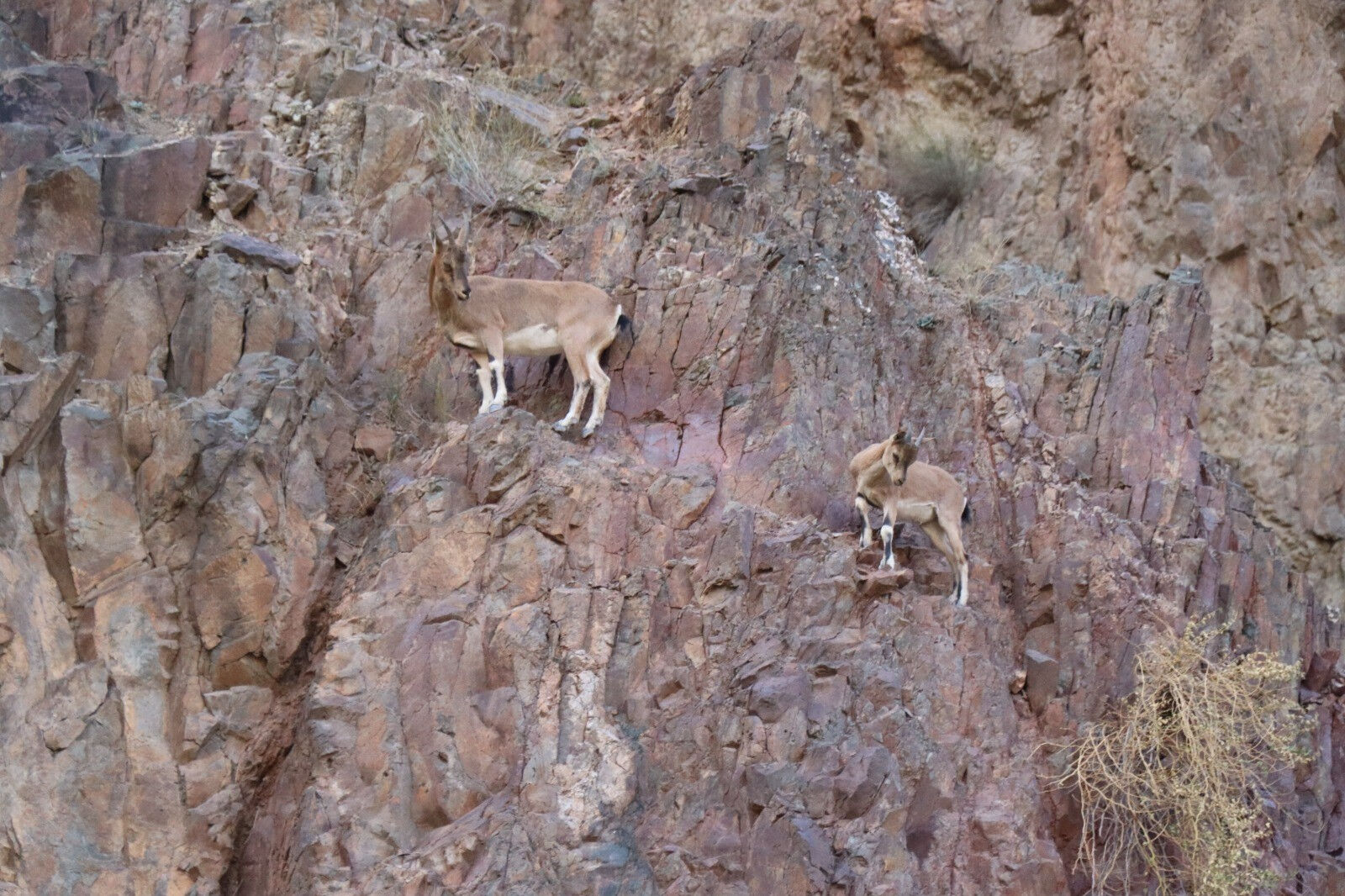 Renkleri kamufle ediyor! Erzurum'da köylüler bu yaban keçilerini avcılara karşı koruyor - 4. Resim