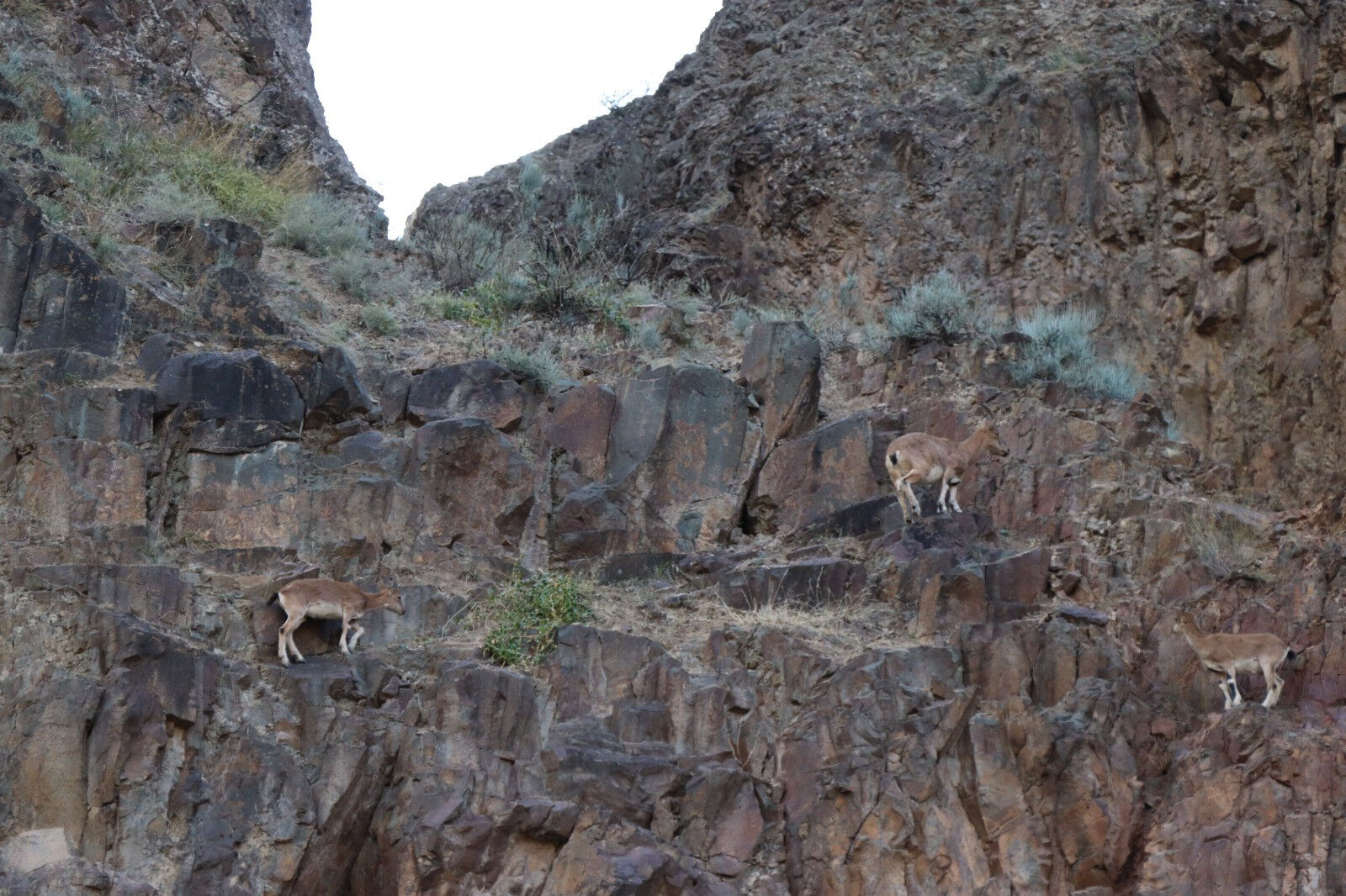 Renkleri kamufle ediyor! Erzurum'da köylüler bu yaban keçilerini avcılara karşı koruyor - 10. Resim