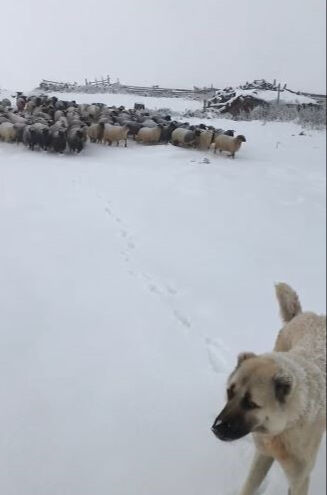 Artvin’de kar yağışı sürü sahiplerine zor anlar yaşattı - 1. Resim