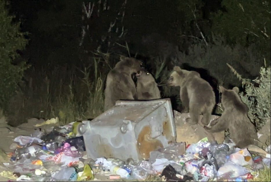 Bitlis'te aç kalan ayılar karavana saldırdı! Korkutan anlar kameralara yansıdı Bitlis'te aç kalan ayılar karavana saldırdı! Korkutan anlar kameralara yansıdı - 1. Resim