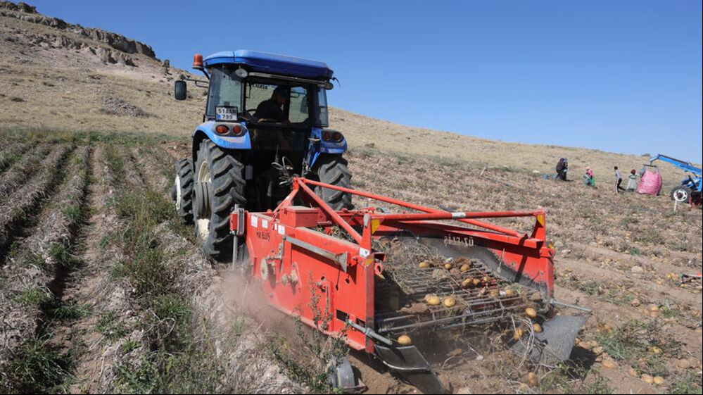 Hasat başladı! Tarlada 2 lira olan patates tezgahta 15 liradan satıldı - 1. Resim
