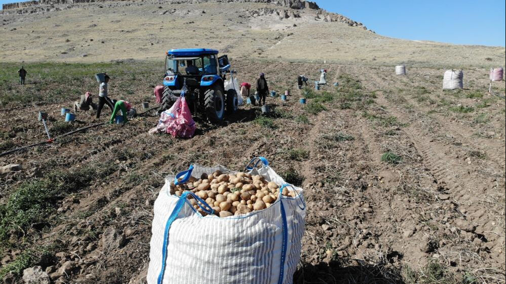 Hasat başladı! Tarlada 2 lira olan patates tezgahta 15 liradan satıldı - 2. Resim