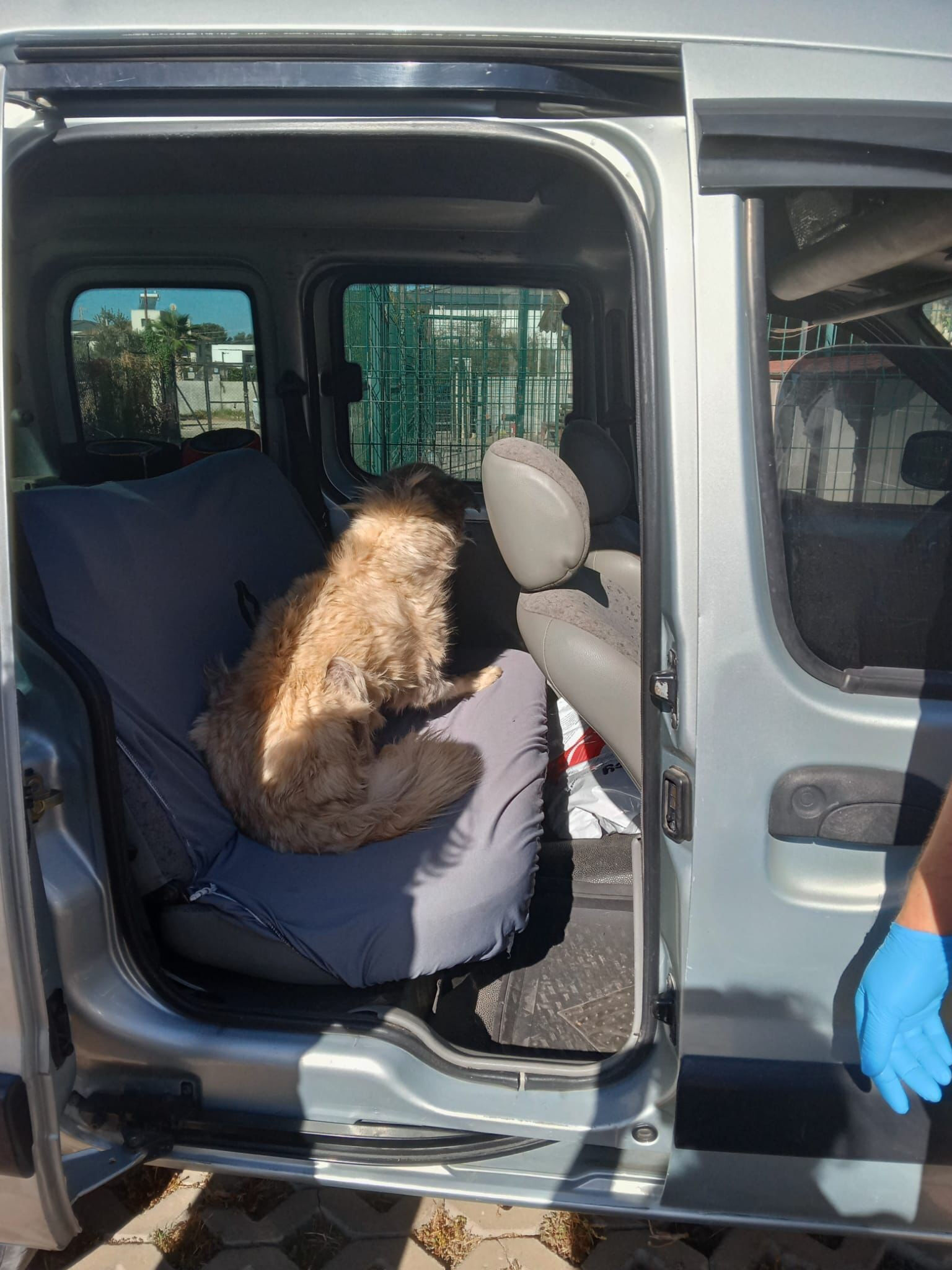 Uyurken çekip öldü diye paylaştılar! ‟Aşağılıkça bir iş” - 3. Resim