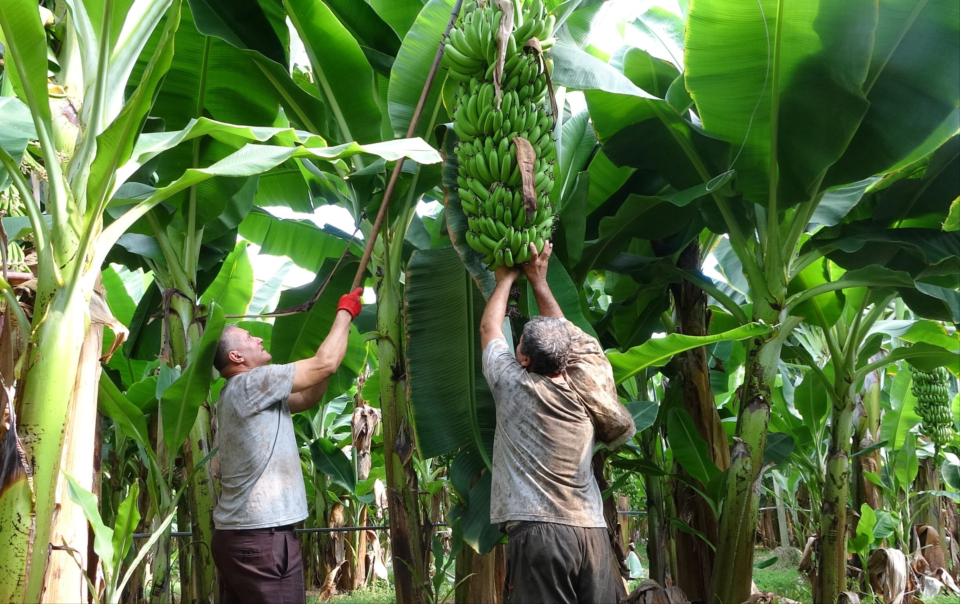 Bahçede 30 TL! Mersin'de muz hasadı erken başladı - 1. Resim