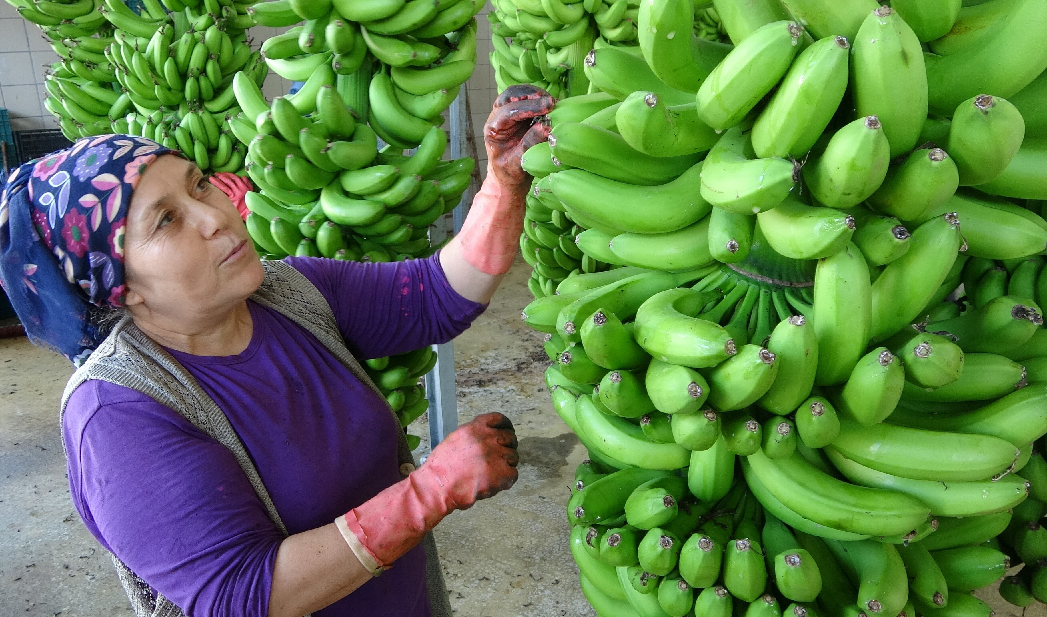 Bahçede 30 TL! Mersin'de muz hasadı erken başladı - 3. Resim