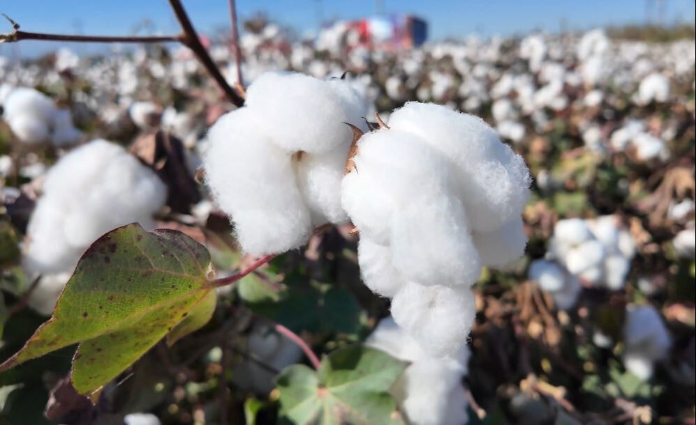 Denizli'de beyaz altın hasadı başladı! Türkiye, dünyada 6. sırada - 4. Resim