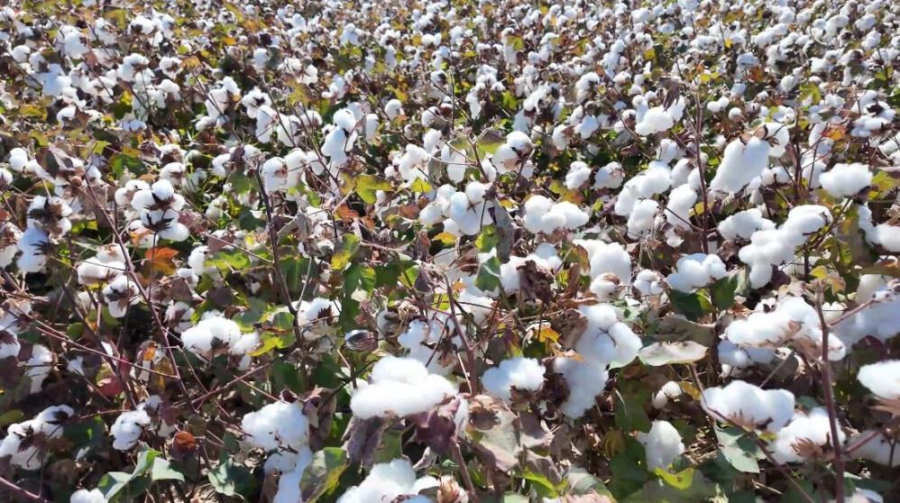 Denizli'de beyaz altın hasadı başladı! Türkiye, dünyada 6. sırada - 3. Resim