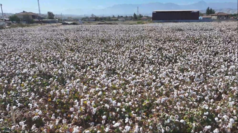 Denizli'de beyaz altın hasadı başladı! Türkiye, dünyada 6. sırada - 5. Resim