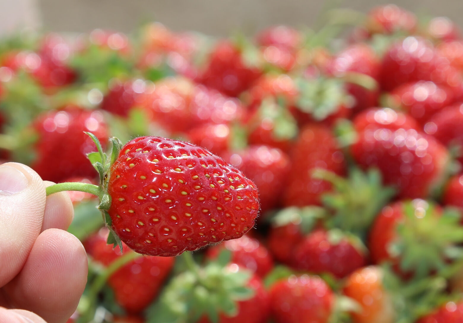 Fındık ve kividen sonra bir ilk! Ordu'da 1218 ton çilek üretildi - 1. Resim