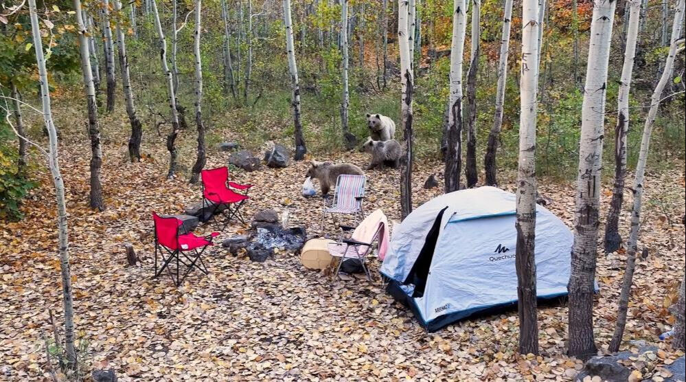 Kampçılara boz ayı şoku! 3'ü birden geldi, neye uğradıklarını şaşırdılar... - 2. Resim