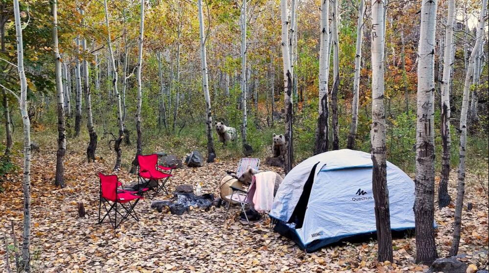 Kampçılara boz ayı şoku! 3'ü birden geldi, neye uğradıklarını şaşırdılar... - 1. Resim