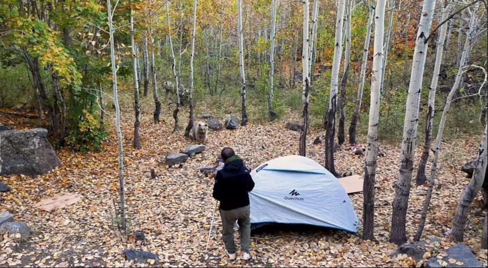 Kampçılara boz ayı şoku! 3'ü birden geldi, neye uğradıklarını şaşırdılar... - 3. Resim