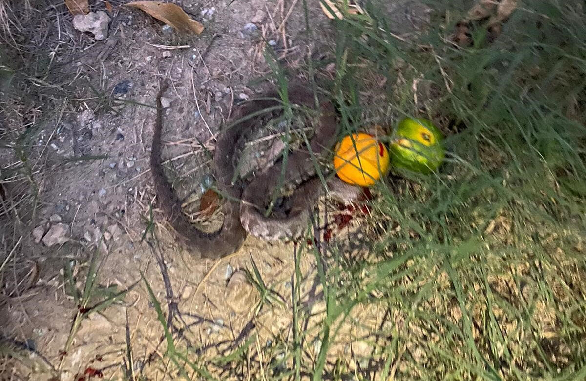 'Sanki mermi sıkılmış gibiydi'! Hatay'da engerek yılanının ısırdığı çiftçi hayata tutunmayı başardı - 3. Resim