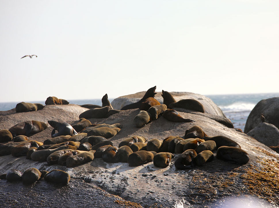 Fok kuduzu uyarısı! İnsanlara saldırtan hastalık uzmanları korkuttu: Yeni ortaya çıktı, emsalsiz - 5. Resim