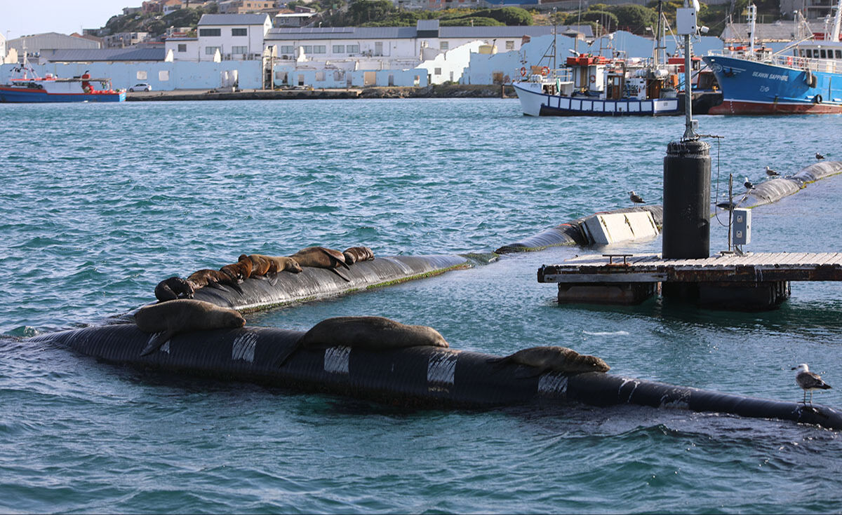 Fok kuduzu uyarısı! İnsanlara saldırtan hastalık uzmanları korkuttu: Yeni ortaya çıktı, emsalsiz - 6. Resim