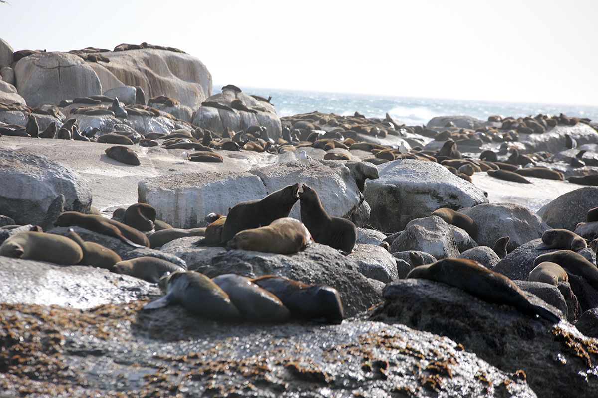 Fok kuduzu uyarısı! İnsanlara saldırtan hastalık uzmanları korkuttu: Yeni ortaya çıktı, emsalsiz - 1. Resim