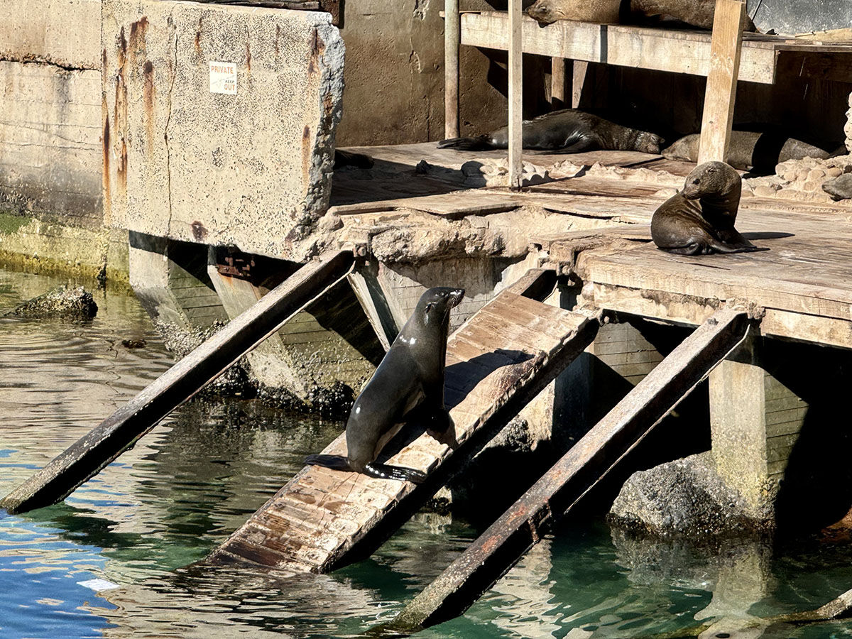 Fok kuduzu uyarısı! İnsanlara saldırtan hastalık uzmanları korkuttu: Yeni ortaya çıktı, emsalsiz - 8. Resim